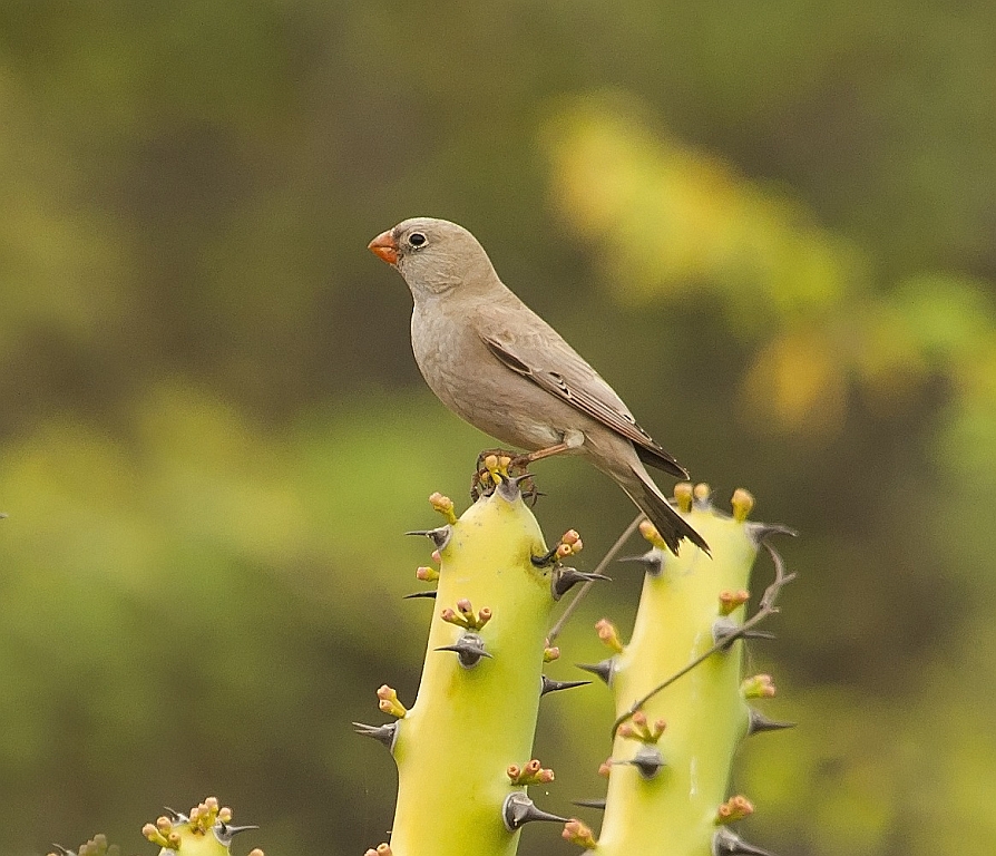 Trumpeter Finch